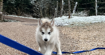 luna pet sitter à PONTARLIER 25300_4