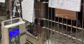 aglaé pet sitter à LANDERNEAU 29800_1