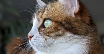 laura pet sitter à ESCALQUENS 31750_1