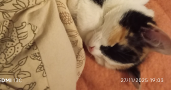 emmanuelle pet sitter à ROUEN 76000_6