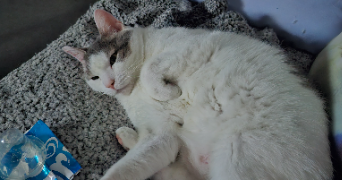 nathalie pet sitter à HERICOURT 70400_1