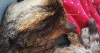 alice pet sitter à NANTES 44300_1
