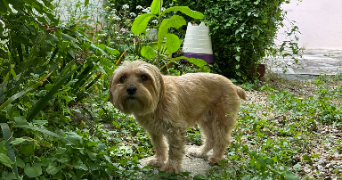 anahita pet sitter à MONTREUIL 93100_2