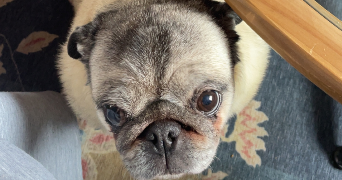 rosalie pet sitter à MONTPELLIER 34000_2