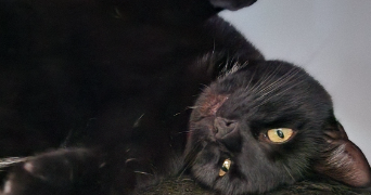 ingrid cat sitter à BONSECOURS 76240_5