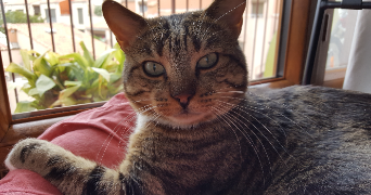 inès pet sitter à Nîmes 30000_3