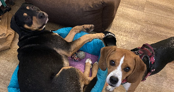 laurine pet sitter à Aix-les-Bains 73100_9