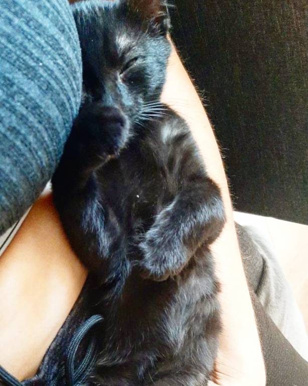 mélina pet sitter à Haguenau 67500_3