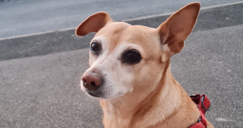 céline pet sitter à BOISSY ST LEGER 94470_6