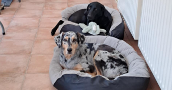 adeline pet sitter à CEAUX EN LOUDUN 86200_3