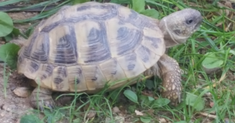 caroline pet sitter à HOUDEMONT 54180_2