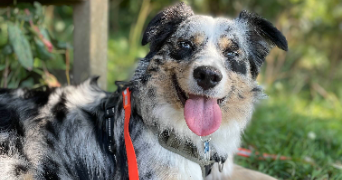 gabriel pet sitter à ST MALO 35400_3