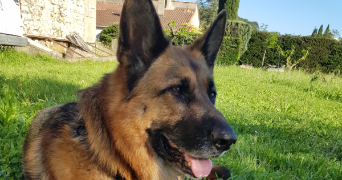 amandine pet sitter à JONQUIERES 84150_1
