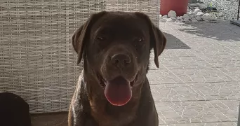 johanne pet sitter à CHEMILLY 03210
