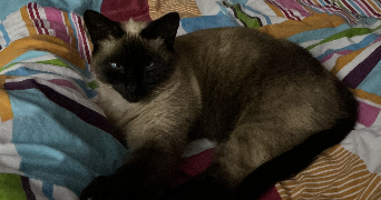 gwendoline pet sitter à BARC 27170_2