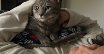 soraya pet sitter à SATHONAY CAMP 69580_7