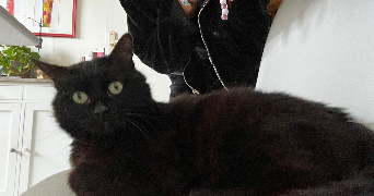 elina pet sitter à Toulouse  31500_6