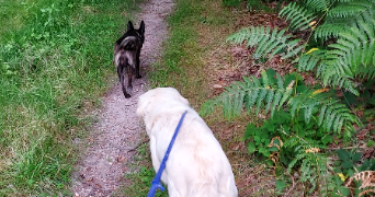 mélanie pet sitter à LOUVIERS 27400_5