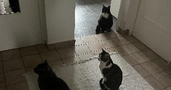 moeata pet sitter à MONTROUGE 92120_3