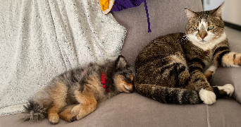 aude pet sitter à ST ETIENNE DU VALDONNEZ 48000_3