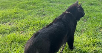 maëva pet sitter à AULNAY SOUS BOIS 93600_4