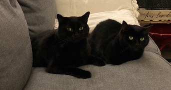 louise pet sitter à CHELLES 77500_2