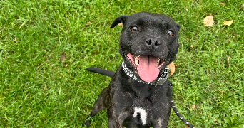 anaëlle pet sitter à CLERMONT FERRAND 63100_5