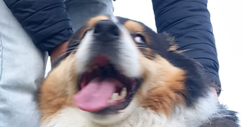 abija pet sitter à CHISSAY EN TOURAINE 41400_0