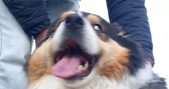 abija pet sitter à CHISSAY EN TOURAINE 41400