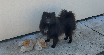 arnaud pet sitter à ST GEORGES HAUTE VILLE 42610_3