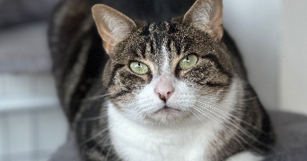 emma pet sitter à ERAGNY 95610_1