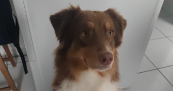 eva pet sitter à ANHIERS 59194_1