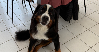 karina pet sitter à EVIAN LES BAINS 74500_2