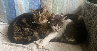 camille pet sitter à LILLE 59160_1