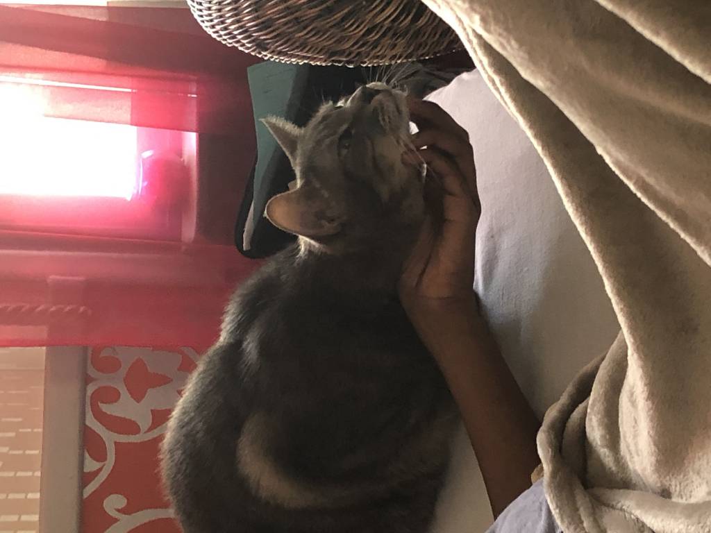 diane pet sitter à TROYES 10000_0