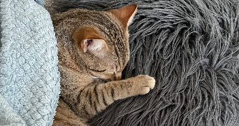 marine pet sitter à DEUIL LA BARRE 95170_0