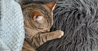 marine pet sitter à DEUIL LA BARRE 95170