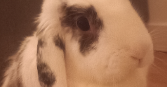 deborah pet sitter à MOIVRONS 54760_5