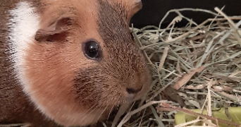 julie pet sitter à LYON 07 69007_1