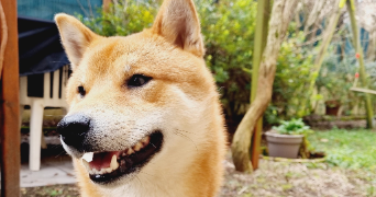 cyrielle pet sitter à SURESNES 92150_15