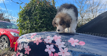 sarah pet sitter à PREVESSIN MOENS 01280_1