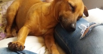 pri pet sitter à VILLENEUVE LES AVIGNON 30400_0