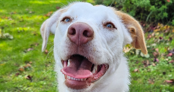 maëlle pet sitter à ST NAZAIRE 44600_9