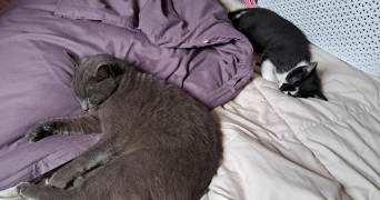 vanessa pet sitter à ISSOU 78440_1