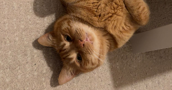 amandine pet sitter à ATHIS MONS 91200_2