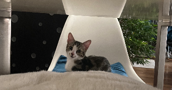 Luna pet sitter à PARIS 11 75011_1