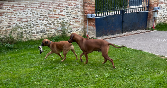 philippe pet sitter à Montreuil-sur-Barse 10270_1