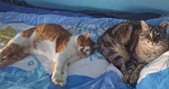 maelle pet sitter à ANGERS 49000_1