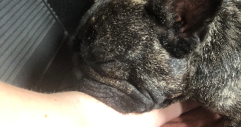 léa pet sitter à Limoges 87000_3