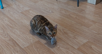 clara cat sitter à CHARTRES DE BRETAGNE 35131_1